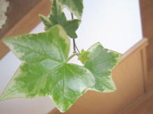 変化する自分を応援してくれる色