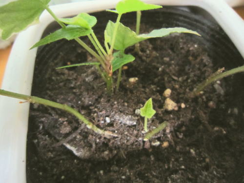 諦めちゃイカンのです＾＾