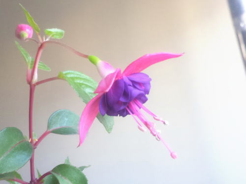 自分を愛するためのサポート色