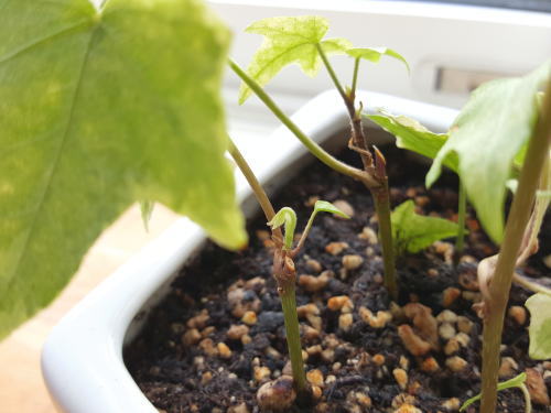 植物も人間と一緒です♪