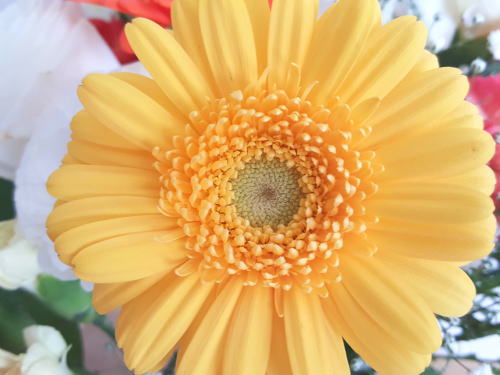 イエローは好奇心のカラー