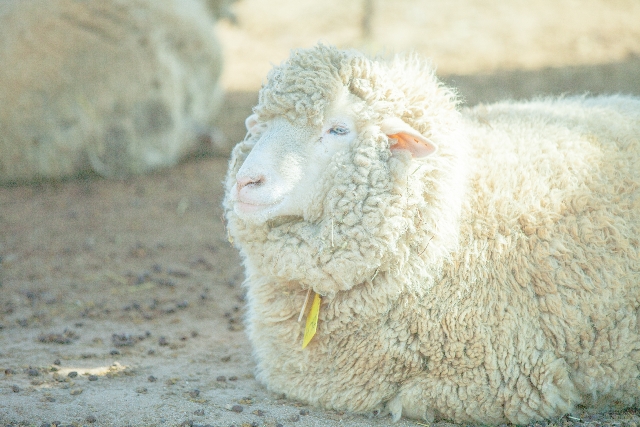 ベージュに心惹かれる心理