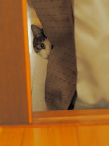 a48af7d2a3dc8f5a776cea5d372f3ca4_s