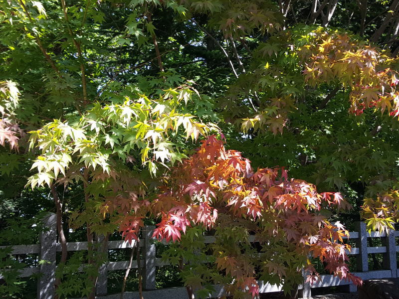 街中に補色が増えてくる季節！心と体のバランスを取りましょう！