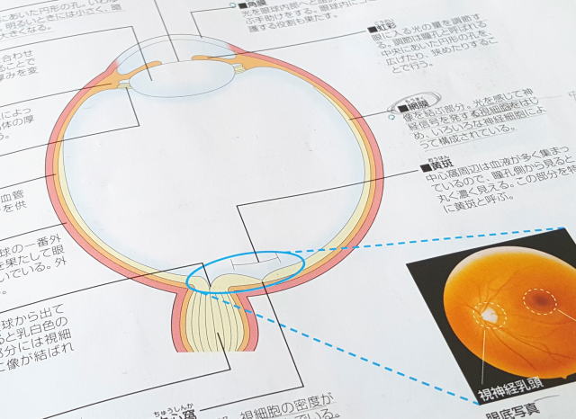 色彩検定合格に向けて・・・眼の構造と働きを知る