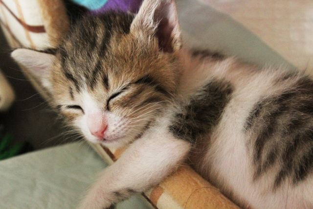 毎日が楽になる生き方プレ講座受講後の様子♪