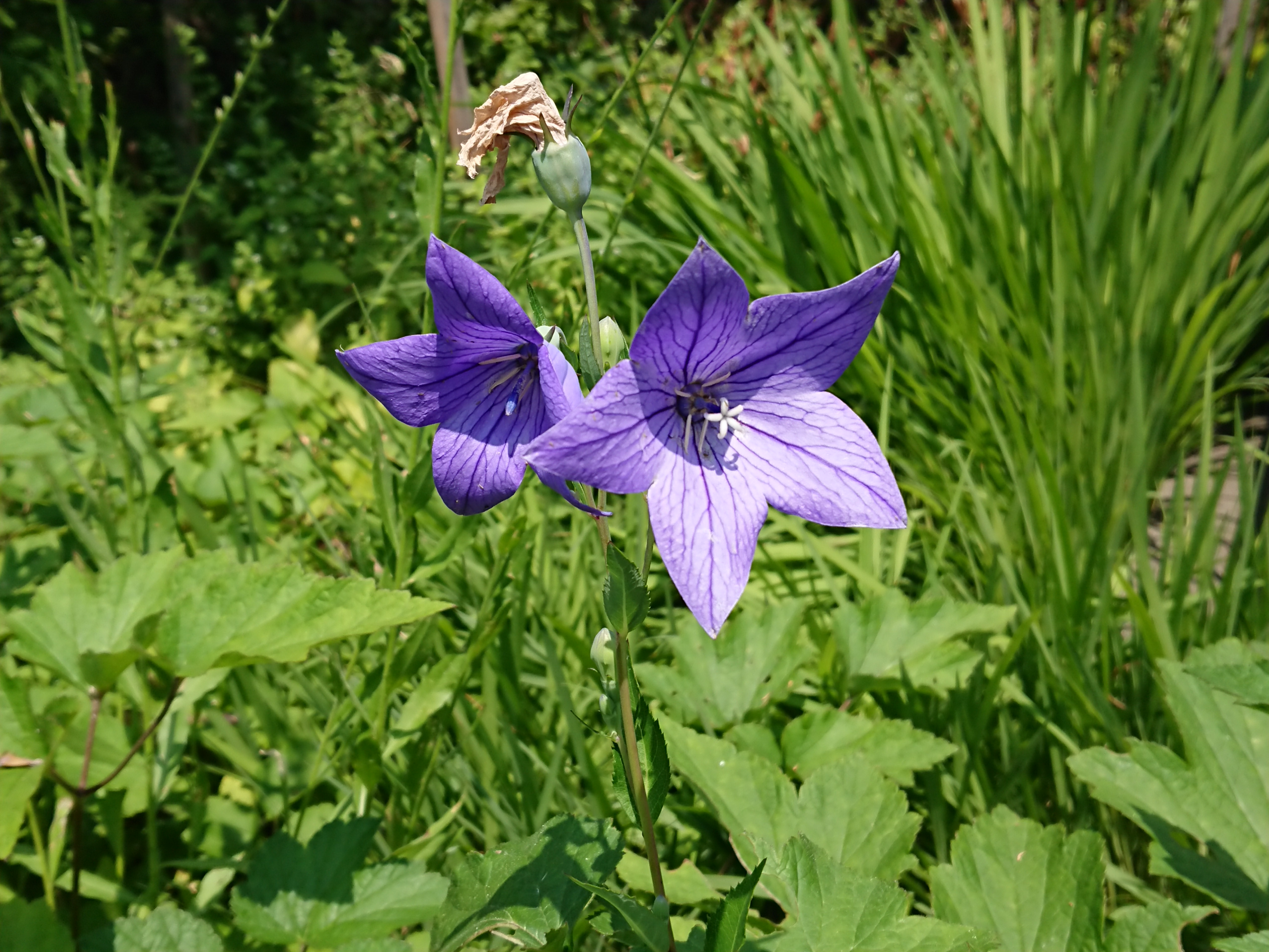 8月も元気にまいりましょ！