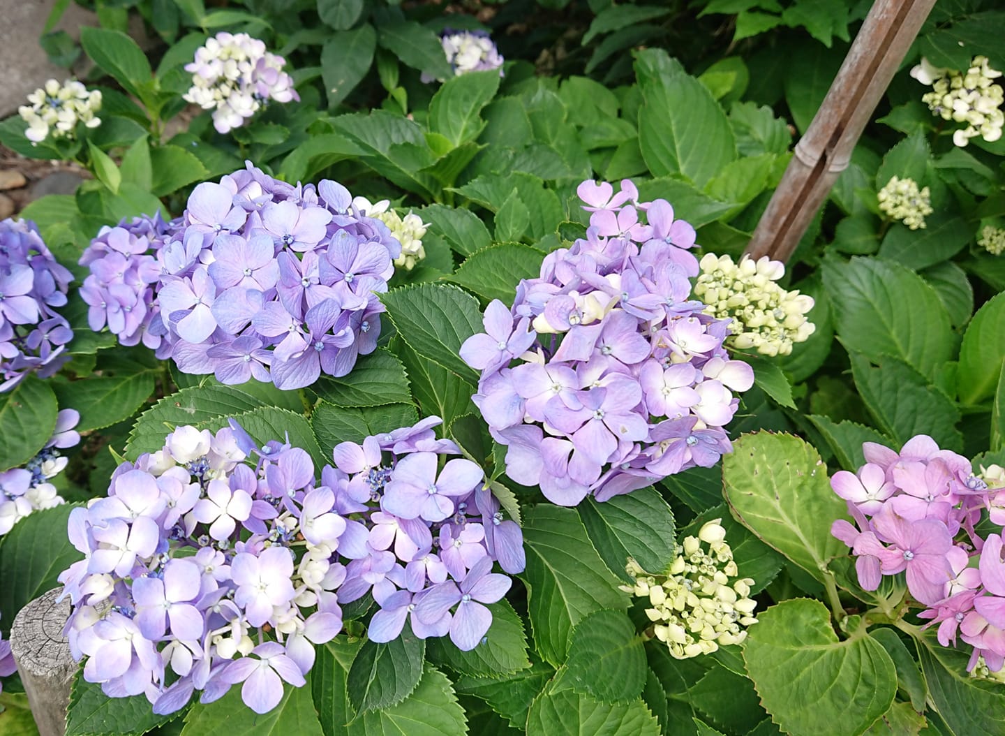 8月です！暑さをやり過ごしましょう！