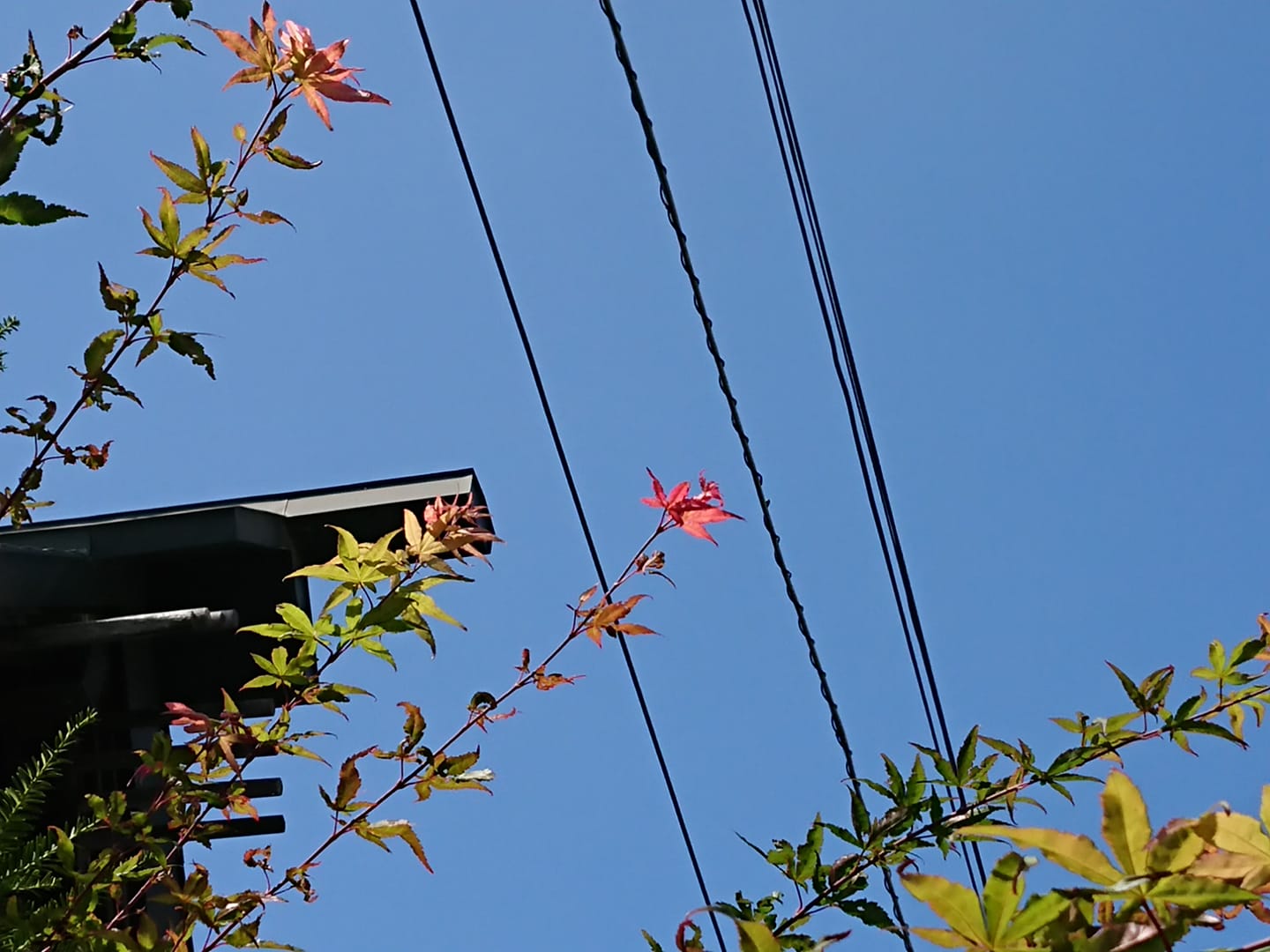 自然界からの色のメッセージ～生活を快適にするヒント