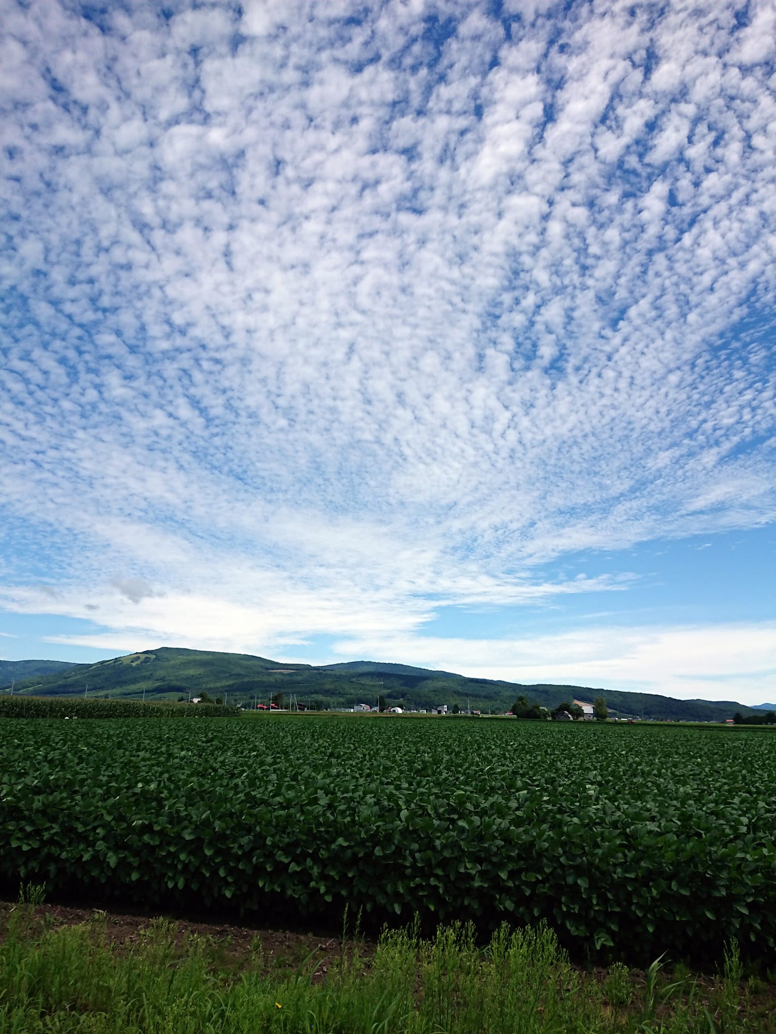 感謝を伝える日